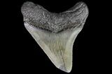 Juvenile Megalodon Tooth - South Carolina #74230-1